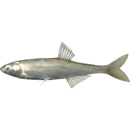 bait