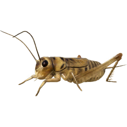 bait