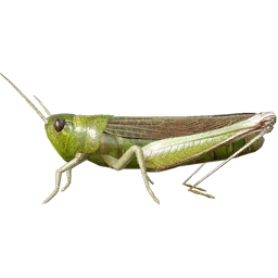 bait