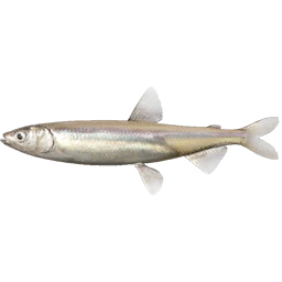 bait